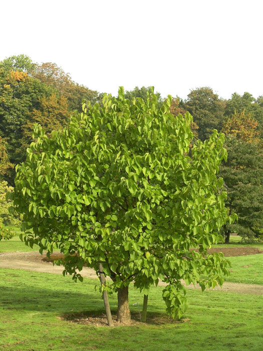 Weiße Maulbeere (Morus alba)