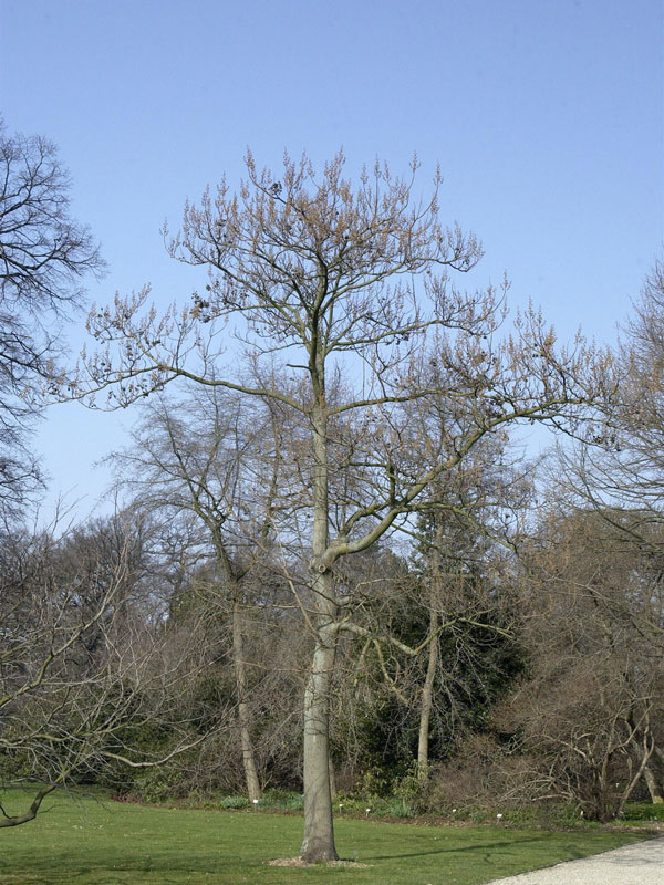 Blauglockenbaum (Paulownia tomentosa)