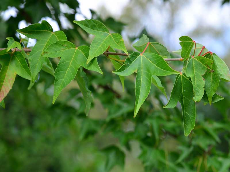 Dreispitzahorn (Acer buergerianum)