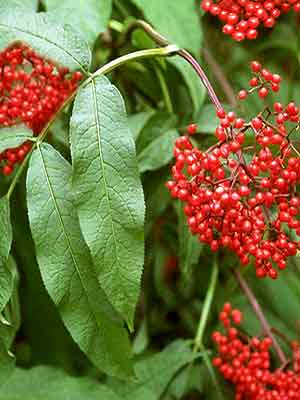 Traubenholunder (Sambucus racemosa) roter Holunder