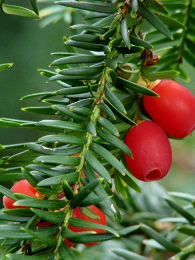 Gemeine Eibe (Taxus baccata)