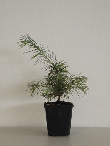 Himalaya-Zeder (Cedrus deodora)