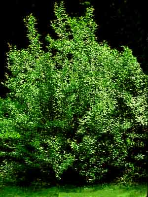 Gemeiner Liguster (Ligustrum vulgare)