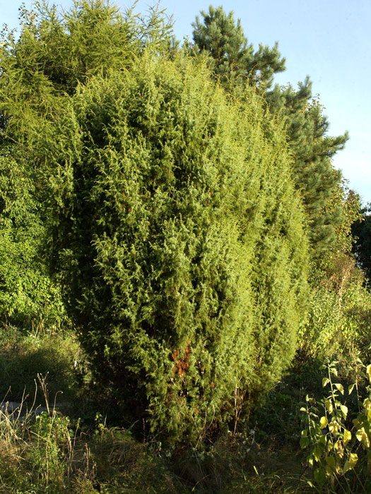 Gemeiner Wacholder (Juniperus communis)