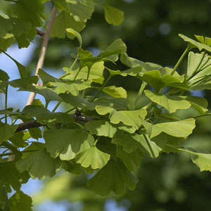 Ginkgo/Fächerblattbaum