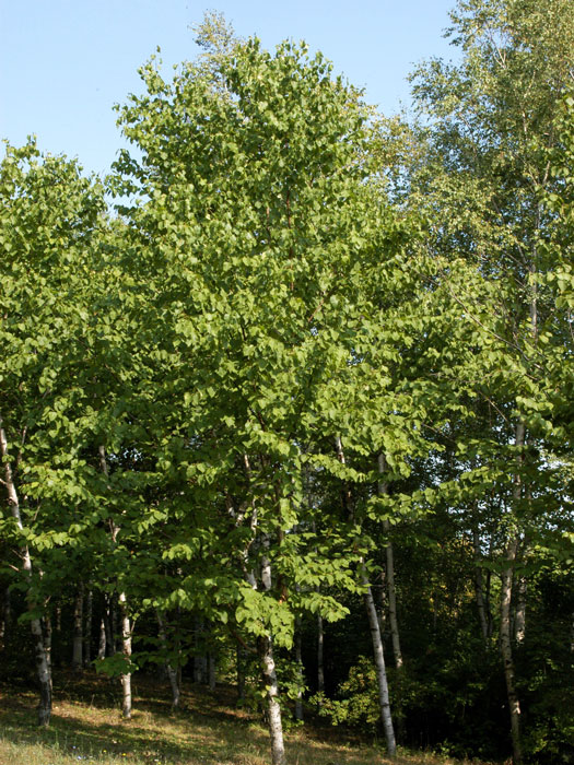 Lindenblättrige Birke (Betula maximowicziana)