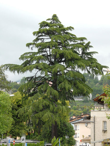 Libanon-Zeder (Cedrus libani)