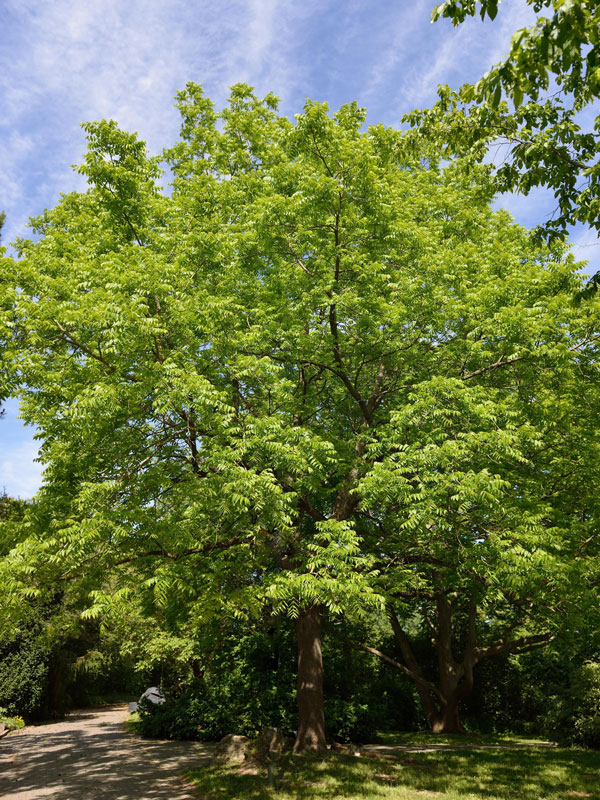 Schwarznuss (Juglans nigra)