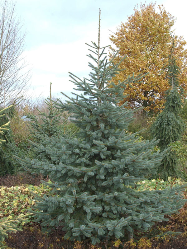 EngelmannFichte, Picea engelmannii