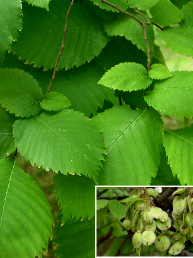 Flatterulme Ulmus Laevis Die Forstpflanze 9341